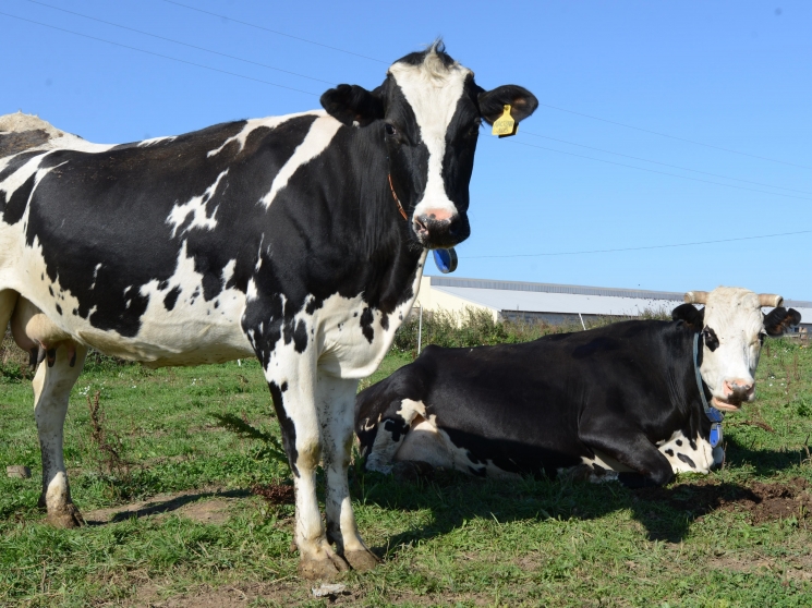 Холдинг «АгриВолга» будет продавать племенной органический молочный скот