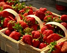 Липецкий инвестор вложит 1 млрд рублей в производство ягод