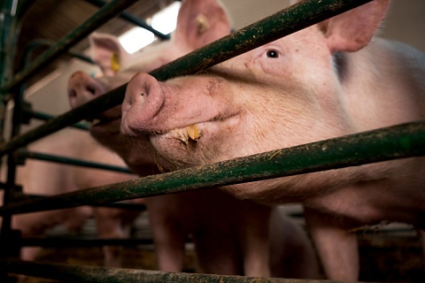 Производство свинины прибавило 0,3% за десять месяцев