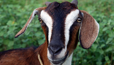 В Бурятии построят две фермы по разведению коз