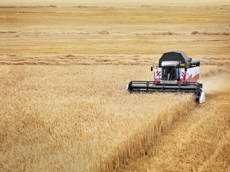 В регионах России ускорилось падение цен на зерно