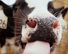 Зубков поручил ускорить разработку новой версии закона о ветеринарии