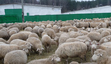 ГК «АЙТАКС» развивает овцеводство в Ярославской области