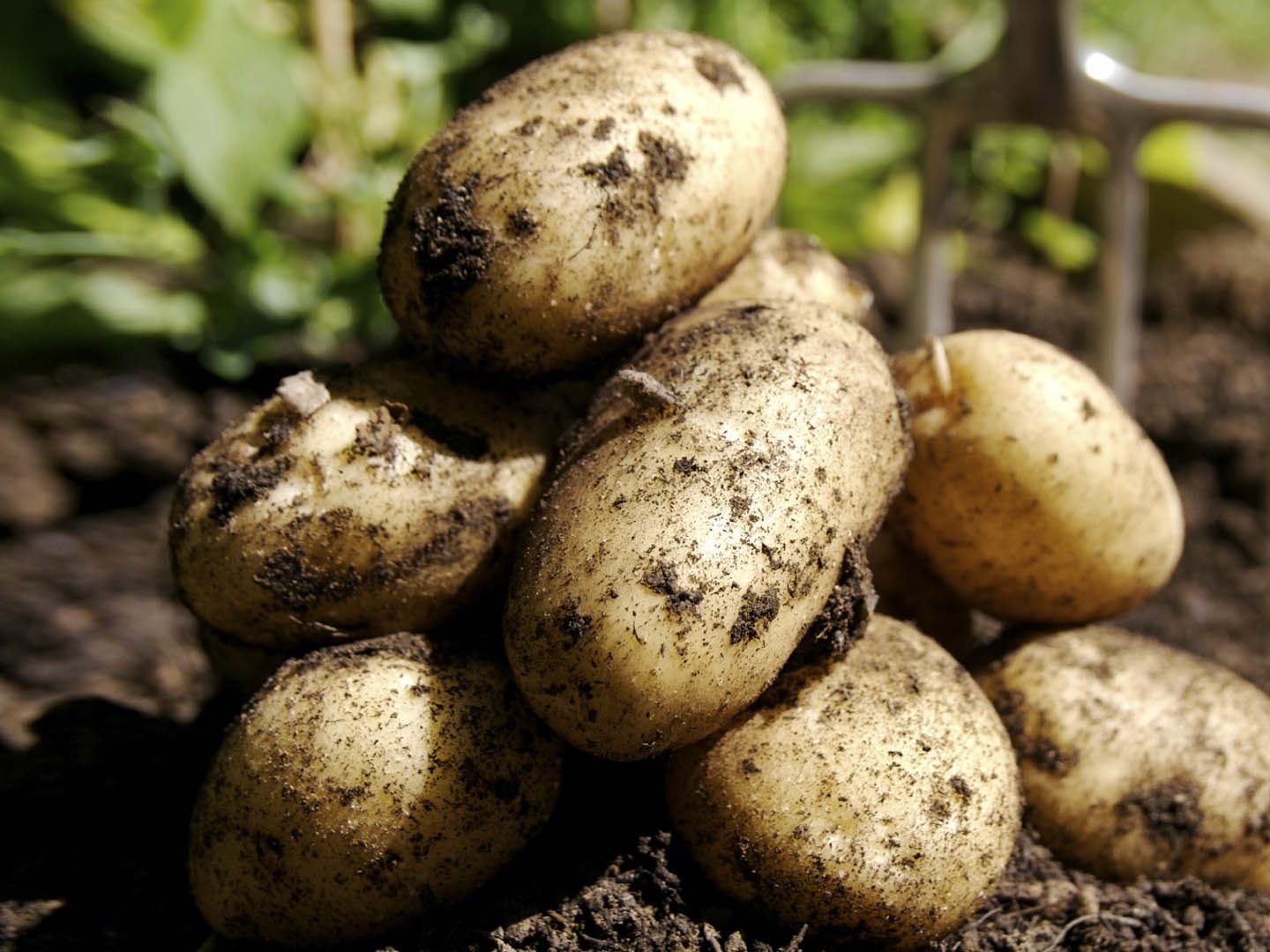 Экспорт картофеля вырос вдвое