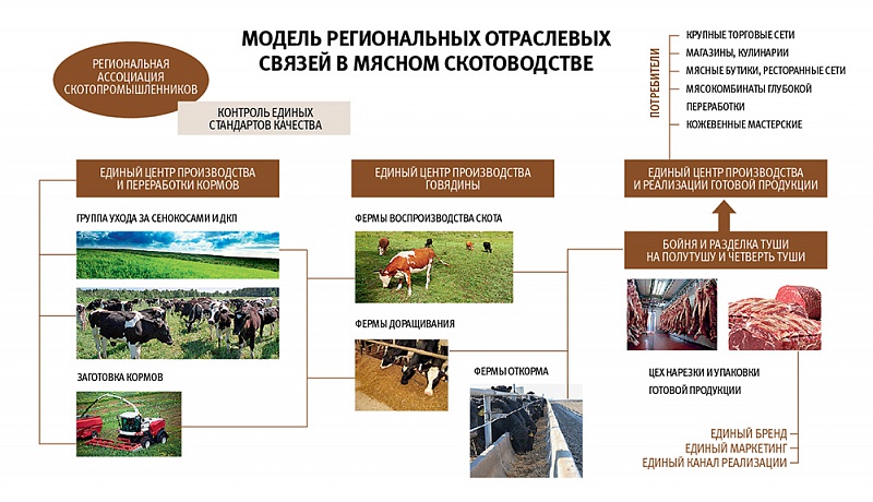 Направление животноводства в россии. Направления животноводства. Продукция скотоводства. Цикл производства мясной продукции. Направление животноводства и продукция.