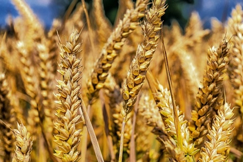 Внутренние цены на пшеницу упали до уровня 2019 года