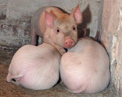 В Калининградской области разработают программу развития свиноводства