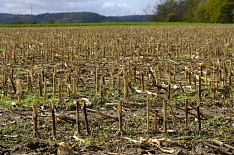 Сельхозпроизводство упало на 2,5% в октябре