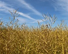 Посевы масличных выросли, но рекордного урожая может не быть