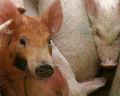 Россельхознадзор обеспокоился содержанием свиней в Тульской области