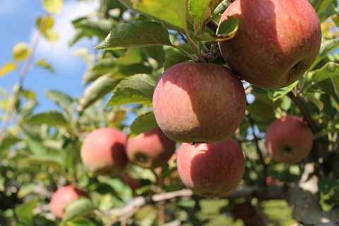 На Кубани появится яблоневый сад за 3,5 млрд рублей