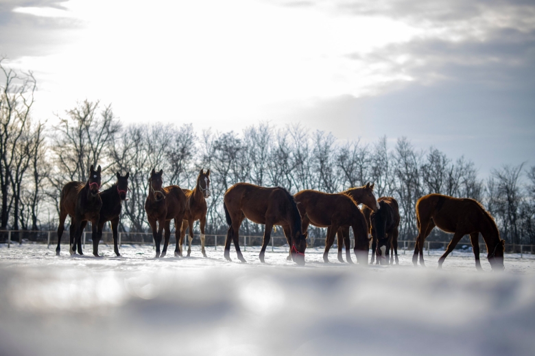 Конный завод «Восход»
