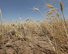 Засуха уничтожает посевы в Поволжье