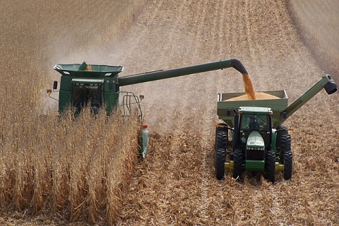 Минсельхоз рассчитывает на хороший урожай зерновых в этом году