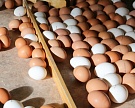 Компания «Лето» построит фабрику по переработке яиц в Тульской области