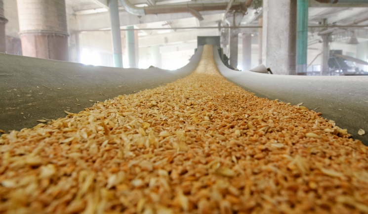 В марте поставки пшеницы на внешние рынки могут составить 4,5 млн тонн