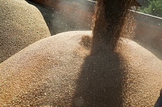 Цены на зерно стабильны перед Новым годом