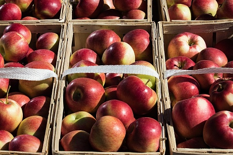 Урожай плодов и ягод на Кубани превысил 150 тысяч тонн