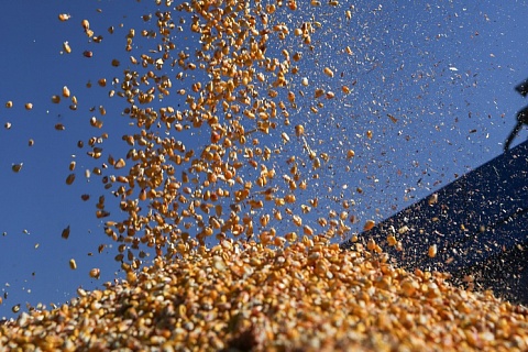В России началась уборка кукурузы