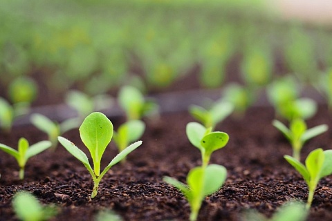 KWS не повышала цены на семена более чем вдвое