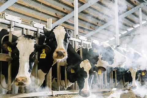 «ЭкоНива» увеличила производство сырого молока до рекордного уровня