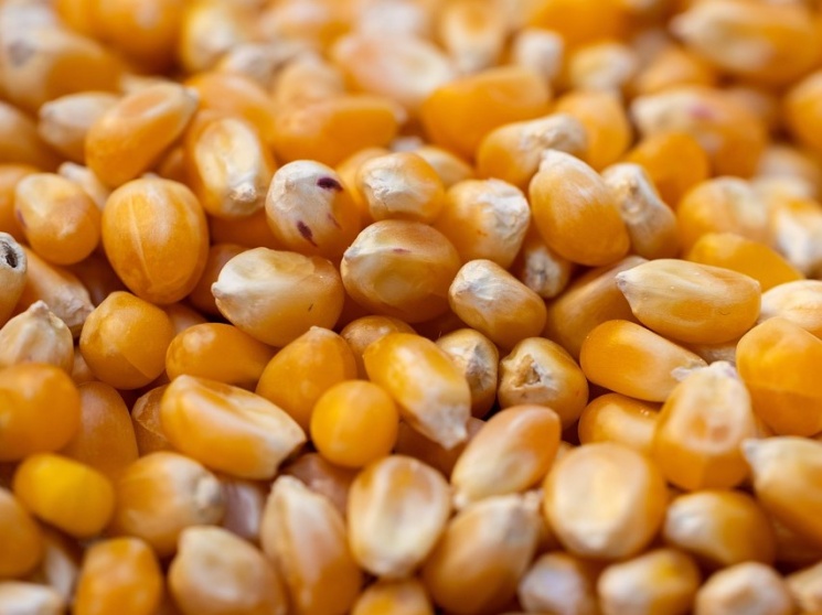 Квоты на импорт семян начнут действовать с 12 февраля