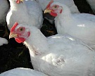 Челябинская область вышла на второе место в России по производству мяса птицы