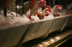 К 2035 году потребление яйца в мире вырастет в 1,5 раза