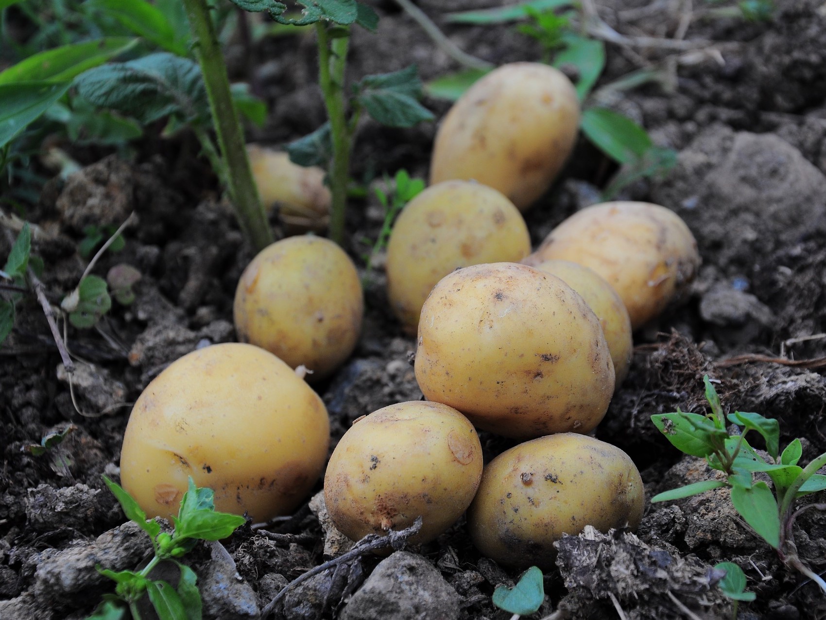 Структуры экс-сенатора могут купить крупные картофельные хозяйства
