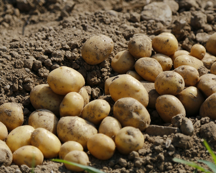 Цены на картофель нового урожая будут привлекательны для производителей