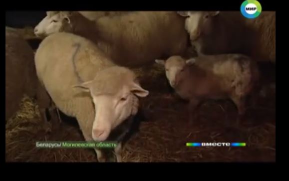 Сириец возрождает белорусское овцеводство