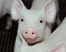 «Агро-Белогорье» стала племзаводом по трем породам свиней