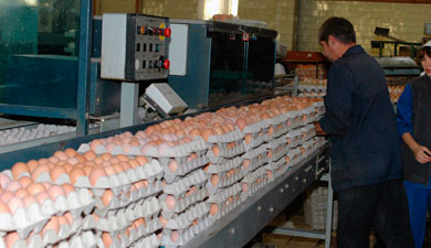 Производство яиц в Ленинградской обл. выросло на 12%