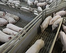 «Камский бекон» построит свинокомплекс, несмотря на протесты