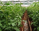 Под Новосибирском открыт крупный тепличный комбинат