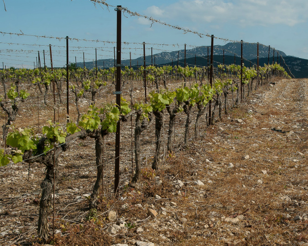Совет Федерации одобрил поправки в закон о виноградарстве и виноделии