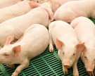 «Талина» построит второй племенной центр на 112 тыс. свиней