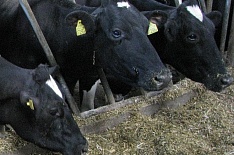 «Агрокомплекс» вновь отложил строительство молочной фермы в Ростовской области