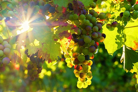 Виноделы сообщили о резком росте цен на сырье