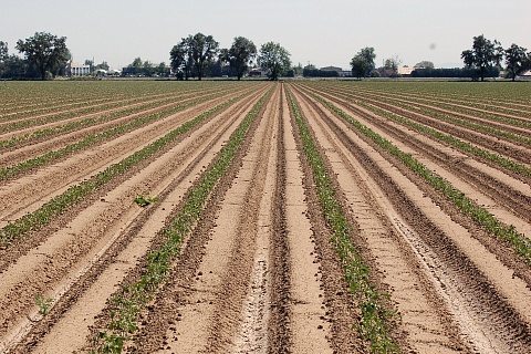 Михаил Мишустин: сельское хозяйство показывает устойчивую положительную динамику