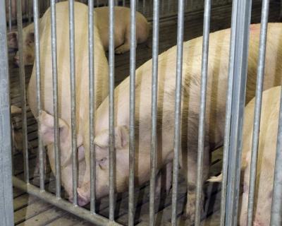 Запрещён ввоз свиней из Канады, Мексики и ряда других стран
