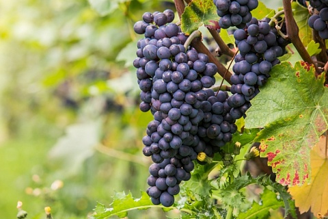 Депутаты предложили изменить закон о виноградарстве и виноделии