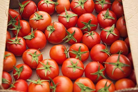 Совет ЕЭК одобрил беспошлинный ввоз в Россию 100 тысяч тонн томатов