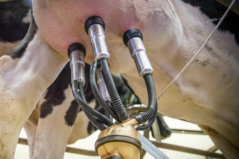 На Кубани откроют два СГЦ по разведению молочного скота