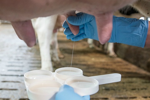 Молочные компании просят смягчить требования к содержанию лекарств в продукции