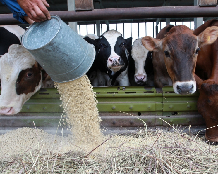 «Сибагро» прогнозирует снижение себестоимости комбикормов
