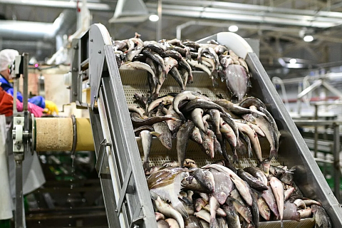 Оптовые цены на минтай выросли на 35% за год