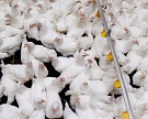 «Черкизово» опровергает обнаружение сальмонеллы в мясе липецкой птицефабрики