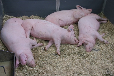 Китай планирует восстановить свиноводство