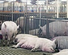 «Комос Групп» купила свинокомплекс в Татарстане